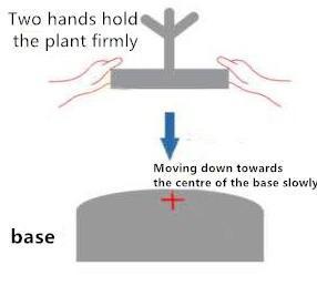 Magnetic Levitation Bonsai Plant