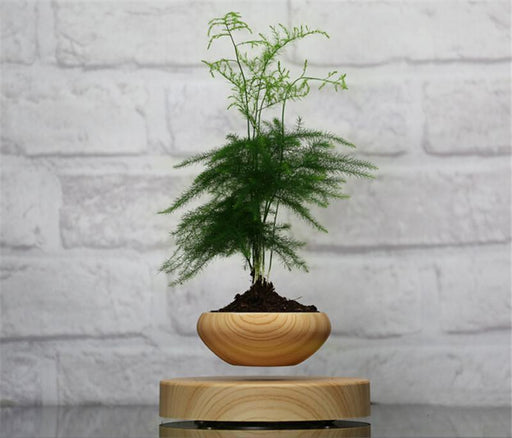 Magnetic Levitation Bonsai Plant