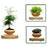 Magnetic Levitation Bonsai Plant